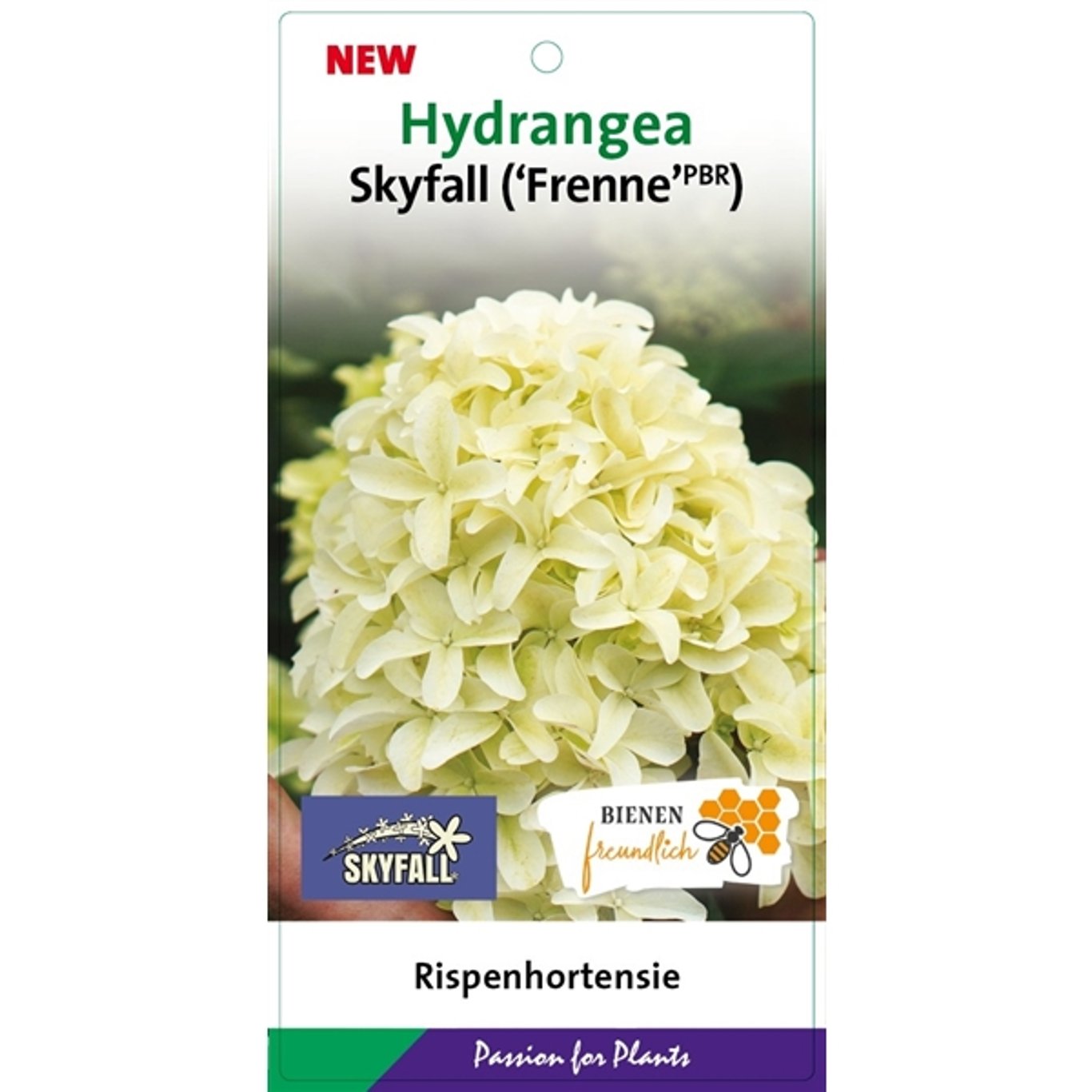Hydrangea pan. 'Skyfall'® - C3 30-40 CM